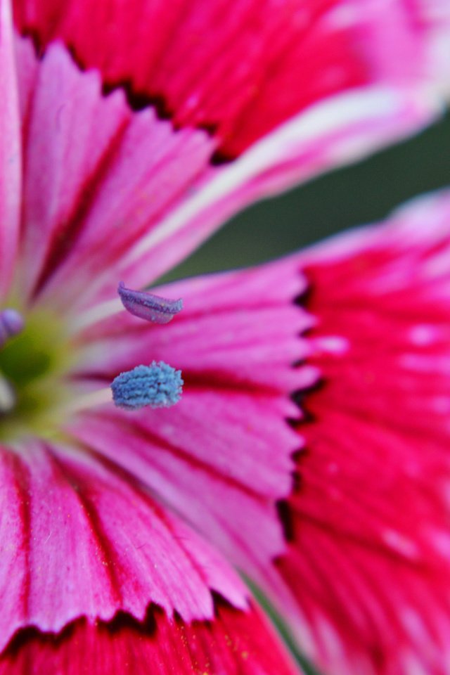 Обои макро, цветок, лепестки, гвоздика, macro, flower, petals, carnation разрешение 2048x1362 Загрузить