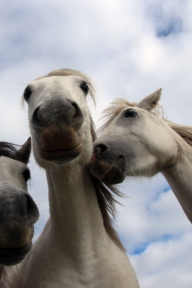 Обои природа, фон, кони, nature, background, horses разрешение 2048x1367 Загрузить