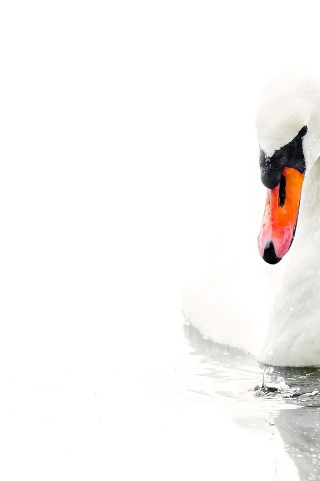 Обои вода, белый, птица, белый фон, лебедь, water, white, bird, white background, swan разрешение 2048x1342 Загрузить