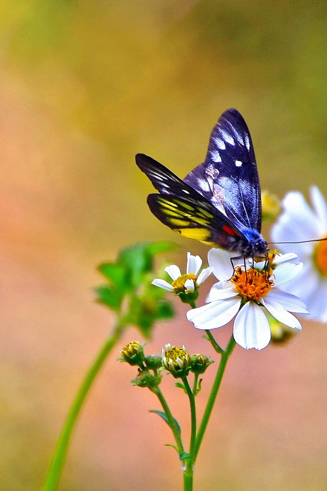 Обои цветы, фон, бабочка, белые, космея, flowers, background, butterfly, white, kosmeya разрешение 1920x1200 Загрузить