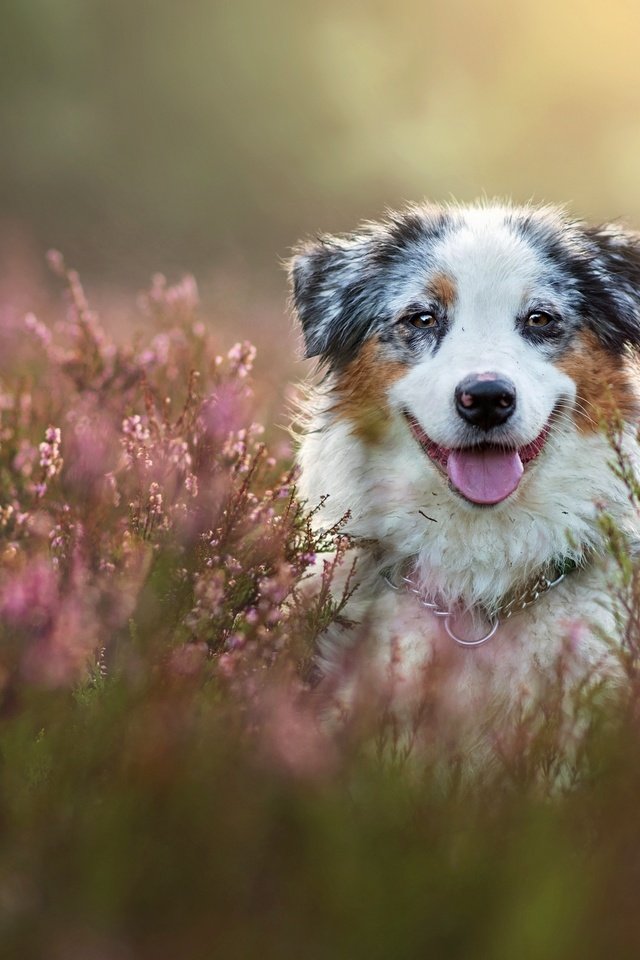 Обои морда, собака, вереск, австралийская овчарка, аусси, face, dog, heather, australian shepherd, aussie разрешение 2880x1920 Загрузить