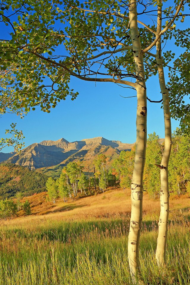 Обои деревья, аспен, горы, листья, склон, осень, сша, колорадо, осина, trees, mountains, leaves, slope, autumn, usa, colorado, aspen разрешение 2048x1317 Загрузить