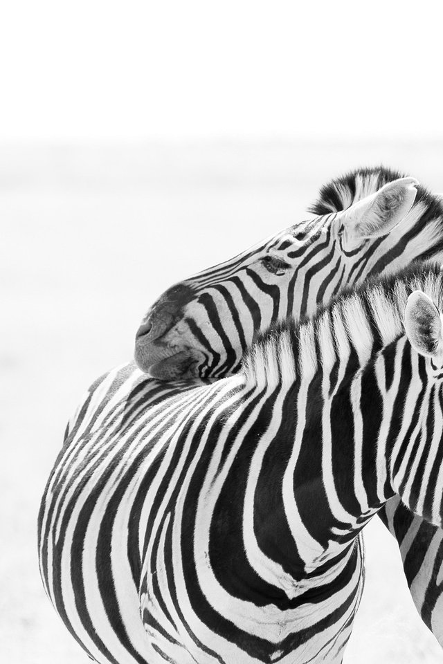 Обои зебра, любовь, пара, белый фон, зебры, zebra, love, pair, white background разрешение 2046x1352 Загрузить