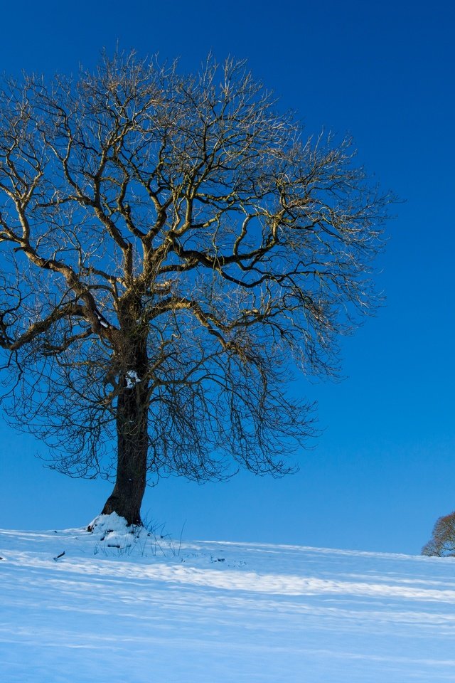 Обои небо, снег, дерево, зима, пейзаж, the sky, snow, tree, winter, landscape разрешение 2880x2362 Загрузить