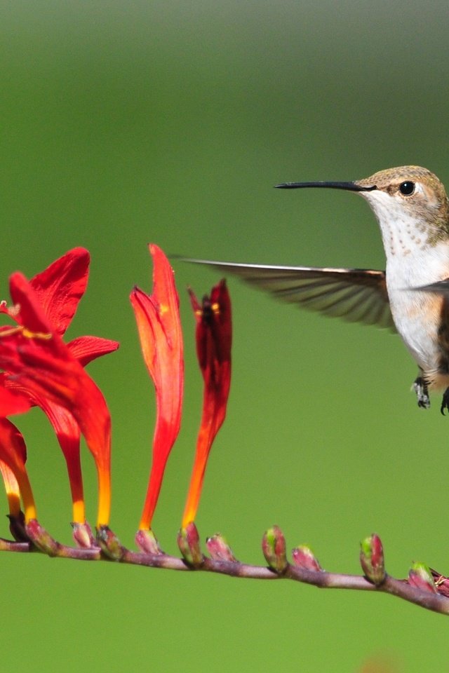 Обои цветы, полет, птица, колибри, flowers, flight, bird, hummingbird разрешение 3187x1793 Загрузить