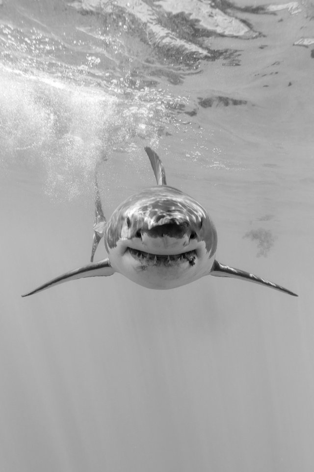 Обои природа, море, чёрно-белое, акула, подводный мир, nature, sea, black and white, shark, underwater world разрешение 5760x3840 Загрузить