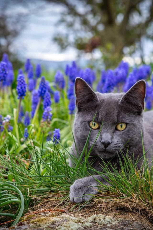 Обои глаза, цветы, трава, кот, eyes, flowers, grass, cat разрешение 2880x2057 Загрузить