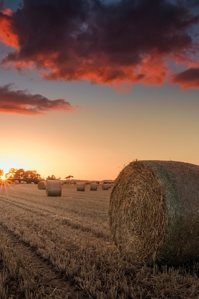 Обои небо, природа, закат, поле, сено, тюки, рулоны, the sky, nature, sunset, field, hay, bales, rolls разрешение 2560x1690 Загрузить