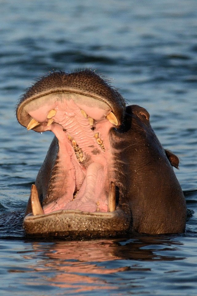 Обои морда, вода, пасть, бегемот, face, water, mouth, hippo разрешение 3735x2501 Загрузить