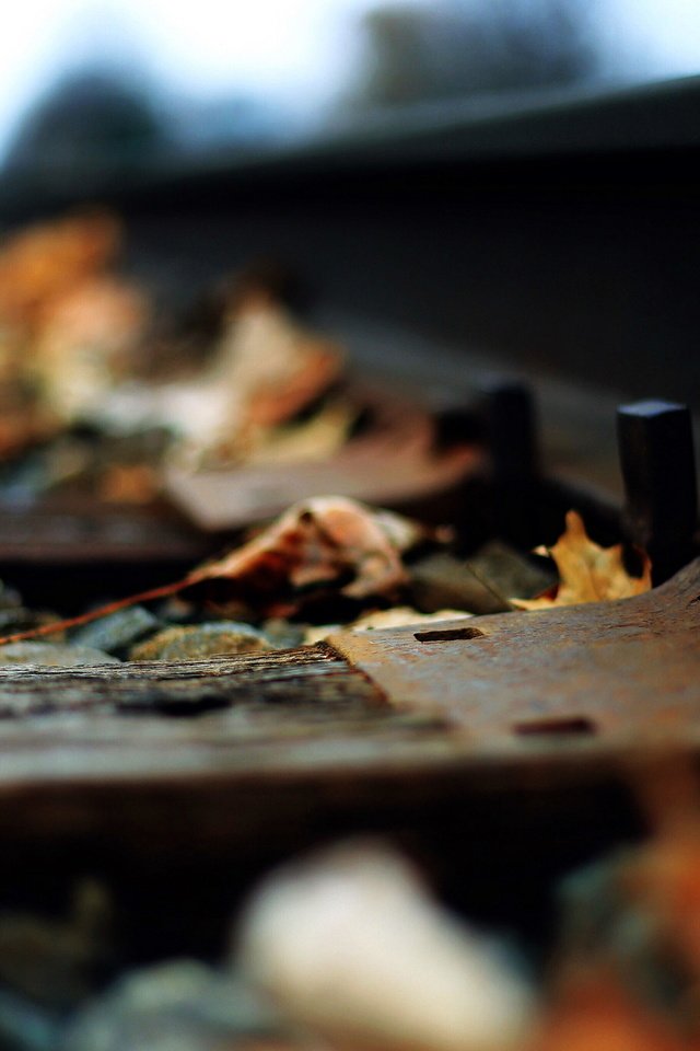 Обои железная дорога, рельсы, листья, макро, осень, railroad, rails, leaves, macro, autumn разрешение 2560x1706 Загрузить