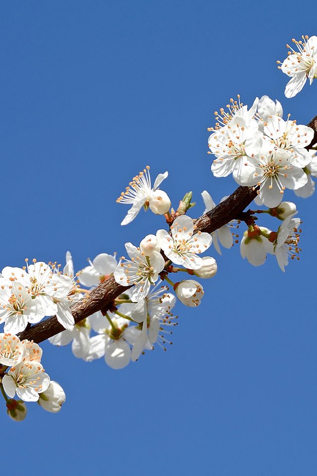 Обои небо, ветка, лепестки, сад, весна, the sky, branch, petals, garden, spring разрешение 2048x1365 Загрузить