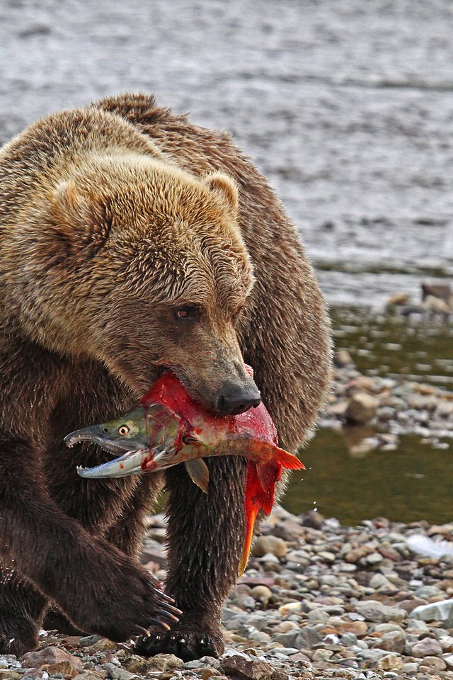 Обои река, природа, медведь, хищник, рыба, river, nature, bear, predator, fish разрешение 2048x1251 Загрузить