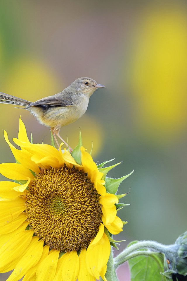 Обои макро, цветок, подсолнух, птица, хвост, macro, flower, sunflower, bird, tail разрешение 2048x1366 Загрузить