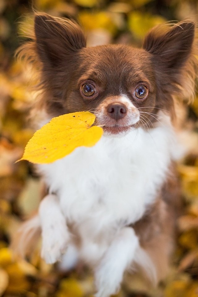 Обои листья, настроение, собака, песик, листик, боке, чихуахуа, leaves, mood, dog, doggie, leaf, bokeh, chihuahua разрешение 2048x1310 Загрузить