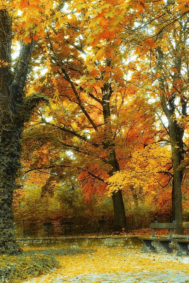 Обои деревья, пейзаж, парк, осень, лавочки, trees, landscape, park, autumn, benches разрешение 2880x2160 Загрузить