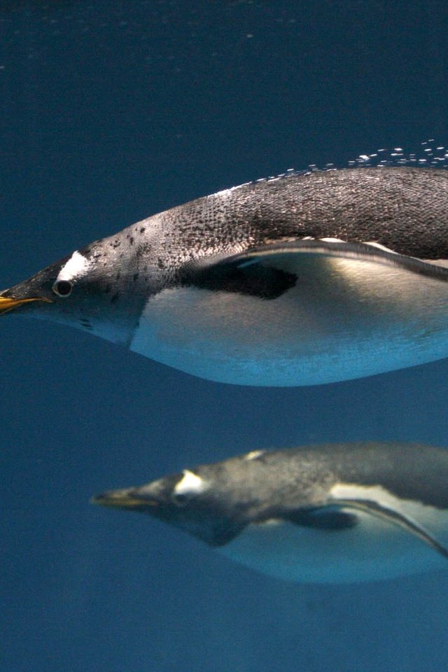 Обои птицы, океан, клюв, плавники, пузырьки, пингвины, ласты, birds, the ocean, beak, fins, bubbles, penguins разрешение 1920x1080 Загрузить