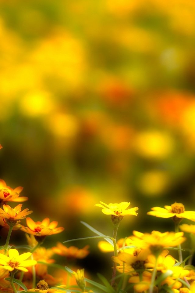 Обои цветы, макро, поле, лепестки, размытость, луг, желтые, flowers, macro, field, petals, blur, meadow, yellow разрешение 3200x2120 Загрузить