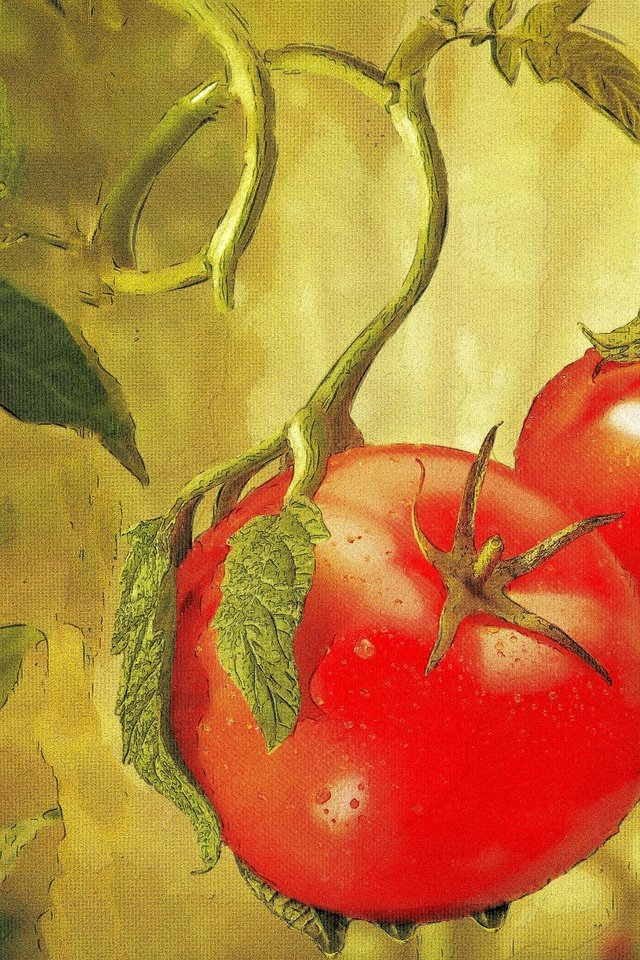 Обои овощи, живопись, помидоры, vegetables, painting, tomatoes разрешение 2880x1920 Загрузить