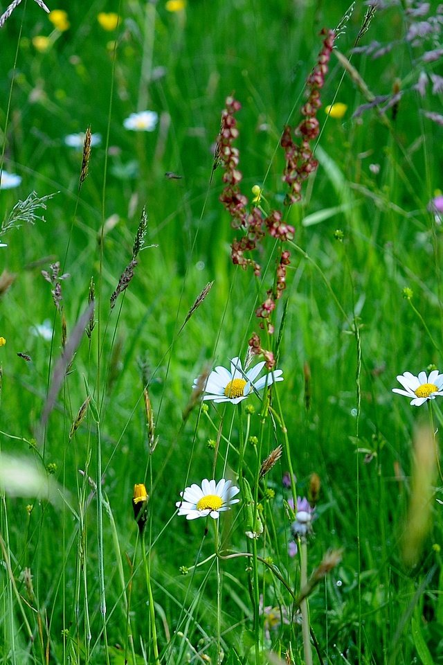 Обои цветы, трава, макро, поле, flowers, grass, macro, field разрешение 4288x1804 Загрузить