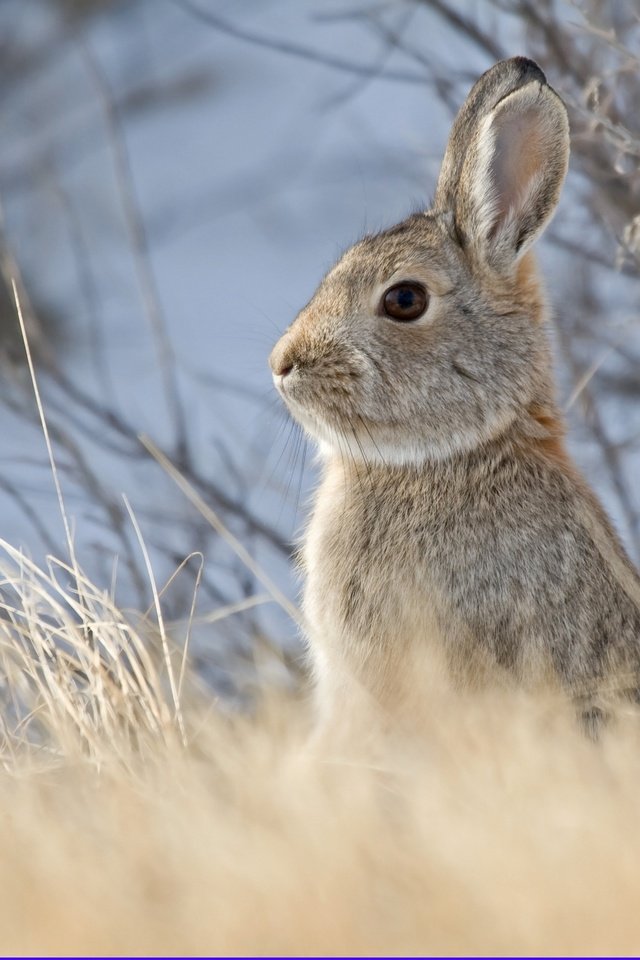 Обои небо, животные, кролик, заяц, грызун, былинки, the sky, animals, rabbit, hare, rodent, blade разрешение 2880x2304 Загрузить