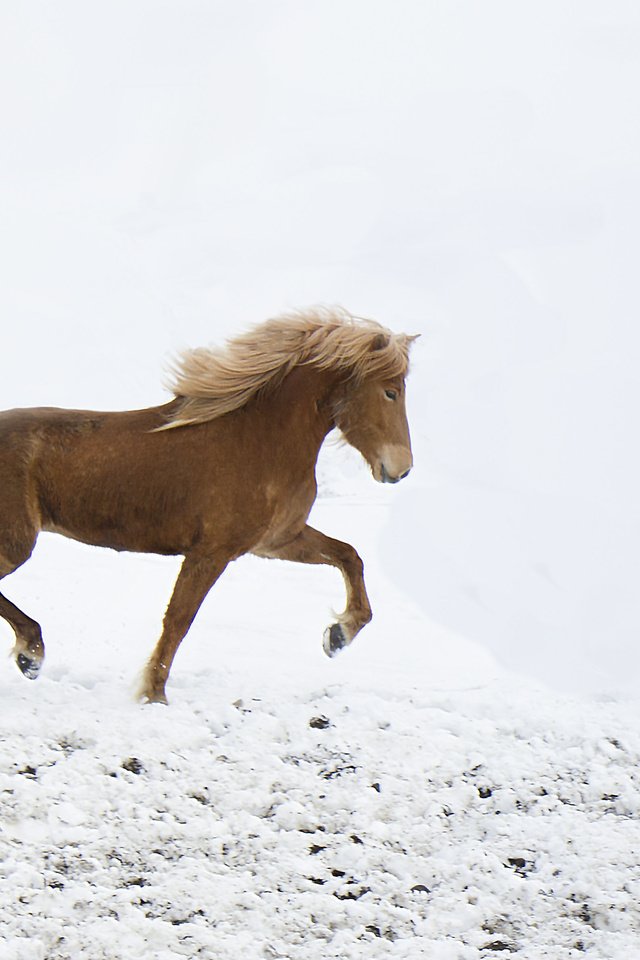 Обои лошадь, снег, зима, ветер, ходьба, horse, snow, winter, the wind, walking разрешение 3348x2376 Загрузить