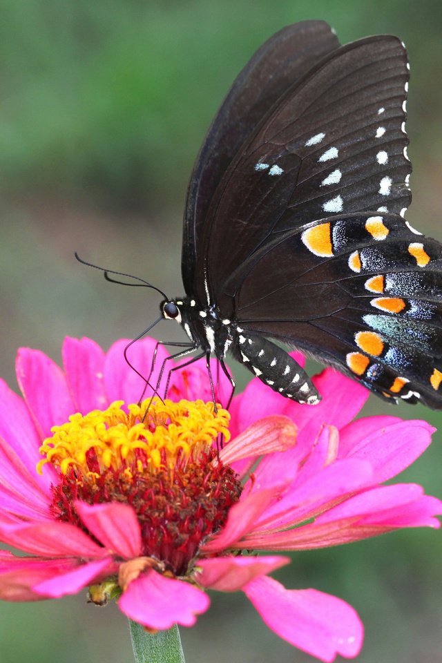 Обои природа, насекомое, цветок, лепестки, бабочка, крылья, мотылек, nature, insect, flower, petals, butterfly, wings, moth разрешение 2048x1333 Загрузить