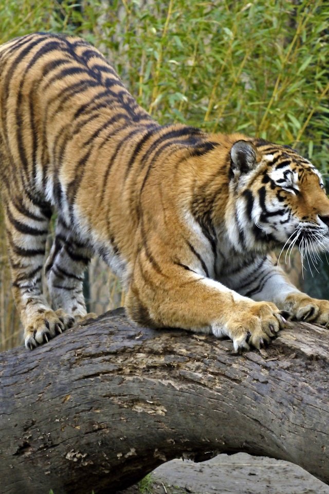 Обои тигр, кошка, бревно, амурский, tiger, cat, log, amur разрешение 2880x1920 Загрузить