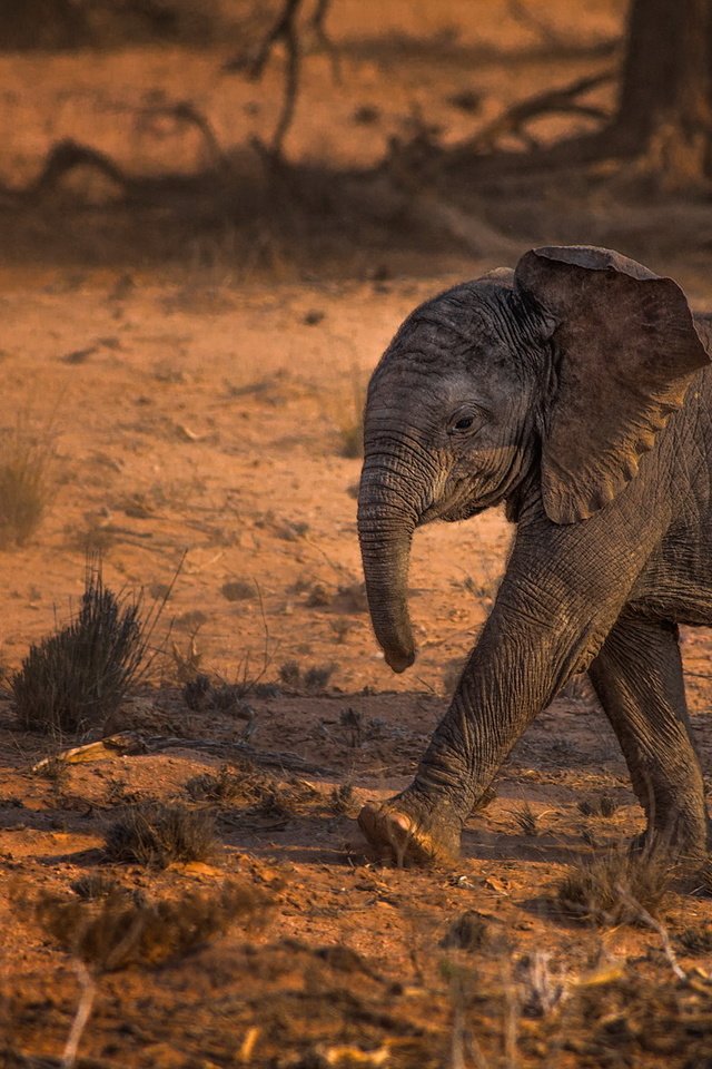 Обои природа, слон, африка, слоненок, nature, elephant, africa разрешение 1999x1290 Загрузить