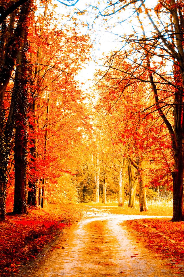 Обои дорога, деревья, пейзаж, осень, road, trees, landscape, autumn разрешение 4272x2848 Загрузить