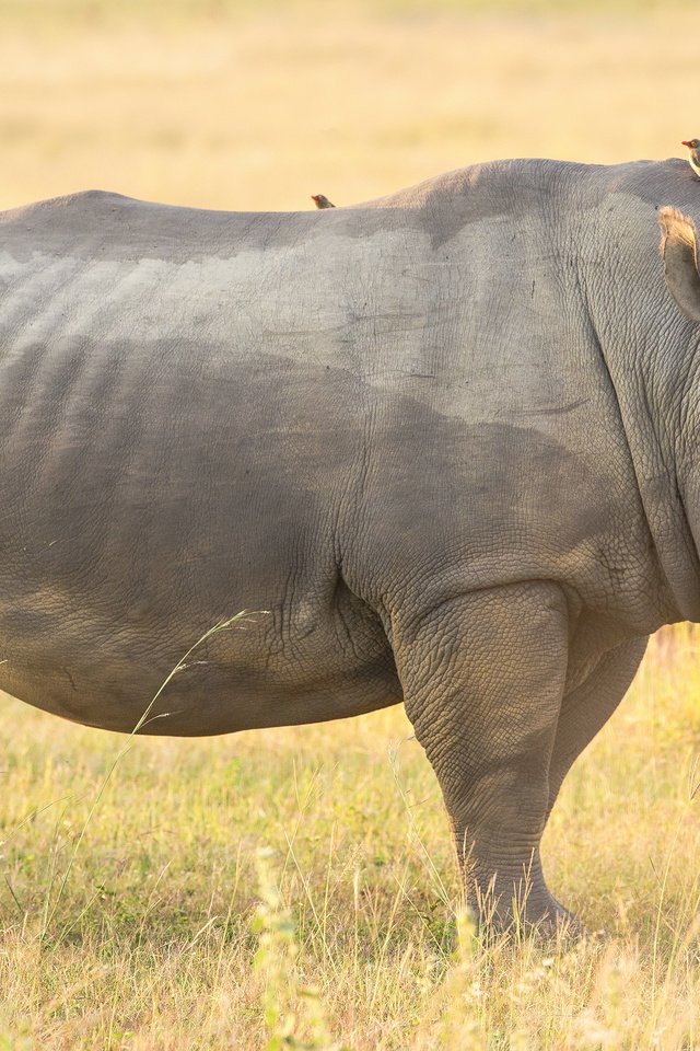 Обои природа, животные, друзья, носорог птицы, nature, animals, friends, rhinoceros birds разрешение 3000x2000 Загрузить
