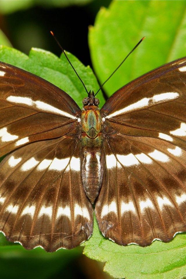 Обои листья, макро, насекомое, бабочка, крылья, растение, leaves, macro, insect, butterfly, wings, plant разрешение 2048x1366 Загрузить