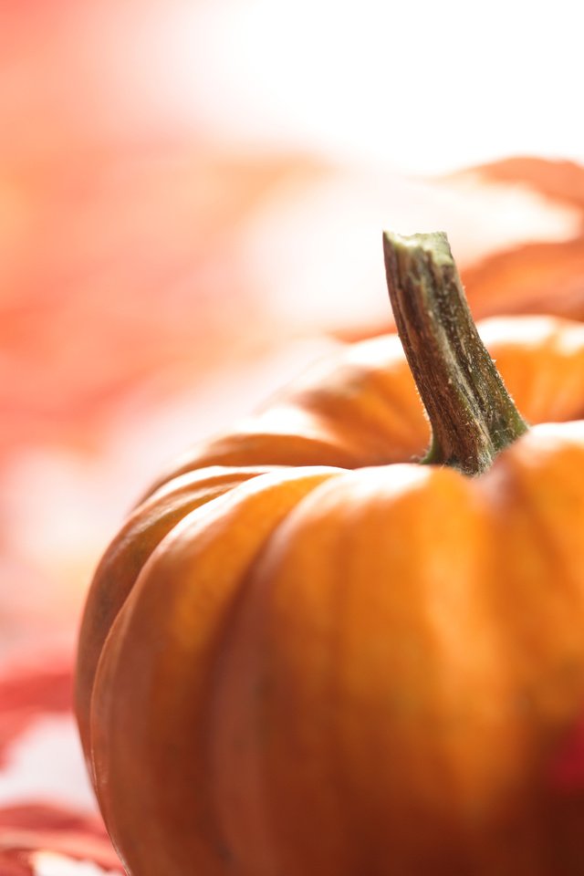 Обои листва, осень, урожай, овощи, тыква, foliage, autumn, harvest, vegetables, pumpkin разрешение 5616x3744 Загрузить