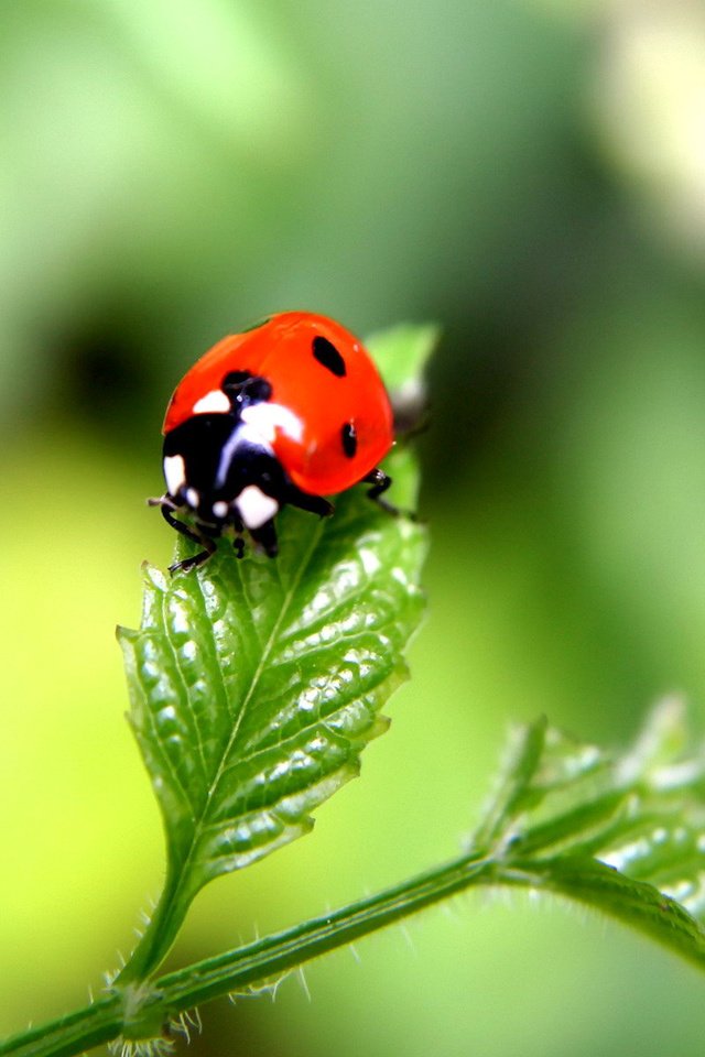 Обои жук, насекомое, лист, божья коровка, растение, beetle, insect, sheet, ladybug, plant разрешение 1920x1200 Загрузить