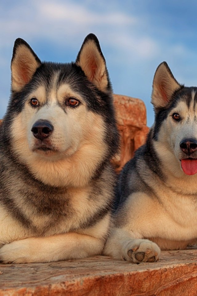 Обои портрет, парочка, хаски, собаки, portrait, a couple, husky, dogs разрешение 2048x1365 Загрузить