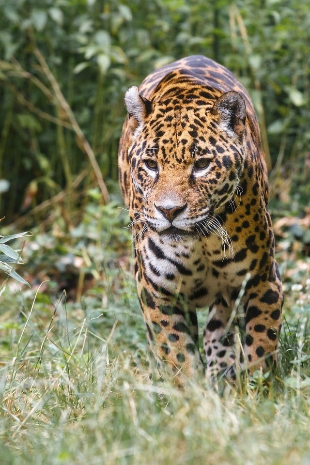 Обои хищник, ягуар, прогулка, зоопарк, дикая кошка, заросли, predator, jaguar, walk, zoo, wild cat, thickets разрешение 2048x1366 Загрузить