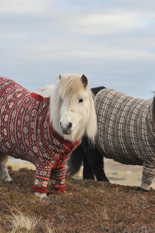 Обои горы, холмы, осень, пара, лошади, пони, два, свитер, mountains, hills, autumn, pair, horse, pony, two, sweater разрешение 1920x1080 Загрузить