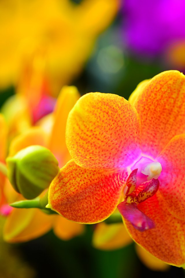 Обои цветы, природа, макро, лепестки, растение, орхидея, flowers, nature, macro, petals, plant, orchid разрешение 2048x1365 Загрузить