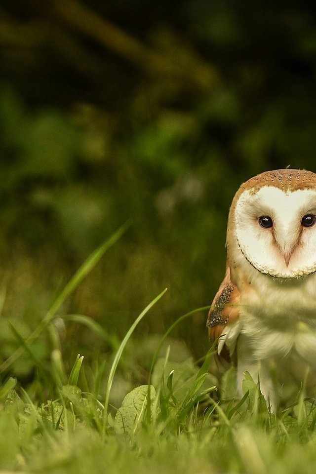 Обои глаза, трава, сова, взгляд, птица, сипуха, eyes, grass, owl, look, bird, the barn owl разрешение 2048x1280 Загрузить