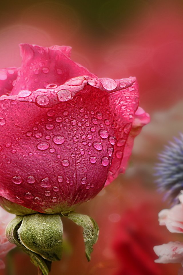 Обои цветы, природа, роза, flowers, nature, rose разрешение 2560x1440 Загрузить