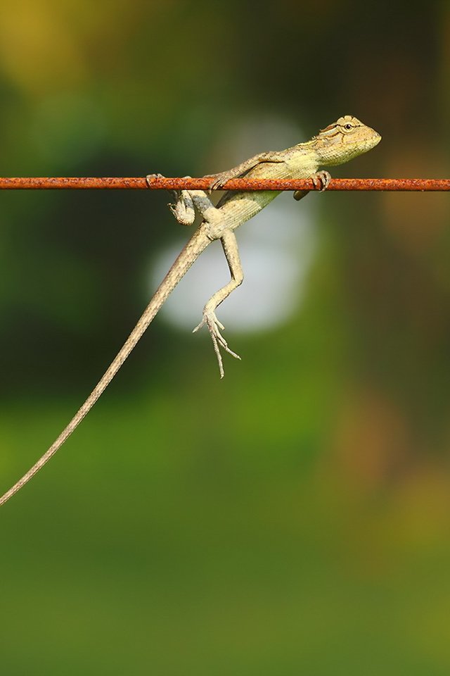 Обои природа, фон, ящерица, nature, background, lizard разрешение 1920x1200 Загрузить