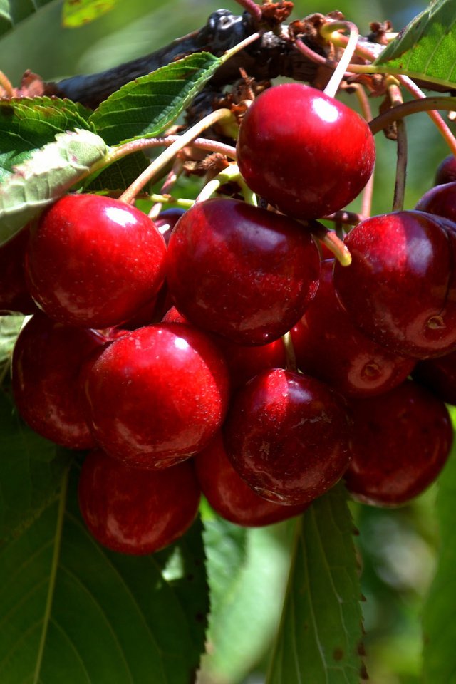 Обои дерево, листья, ветки, черешня, ягоды, вишня, tree, leaves, branches, cherry, berries разрешение 2048x1365 Загрузить