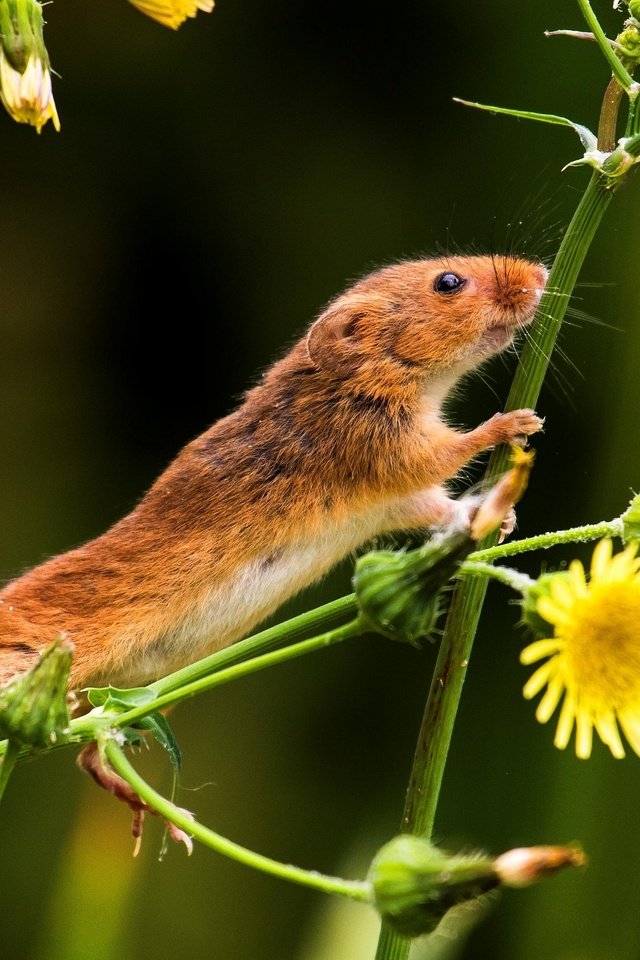 Обои цветы, природа, мышь, хвост, мышка, мышь-малютка, flowers, nature, mouse, tail, the mouse is tiny разрешение 2880x1921 Загрузить