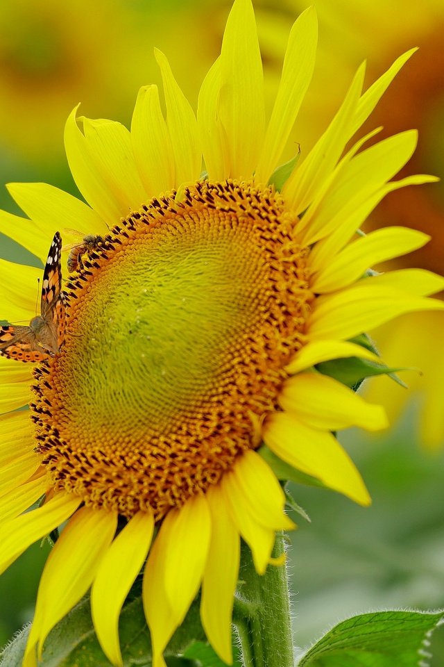 Обои цветы, насекомое, бабочка, подсолнухи, flowers, insect, butterfly, sunflowers разрешение 2048x1365 Загрузить