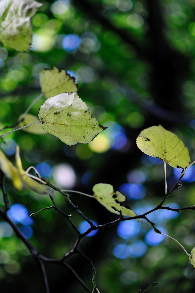 Обои дерево, зелень, листва, листики, ветвь, боке, tree, greens, foliage, leaves, branch, bokeh разрешение 2560x1600 Загрузить