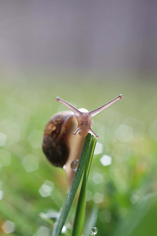 Обои природа, фон, улитка, nature, background, snail разрешение 2560x1600 Загрузить