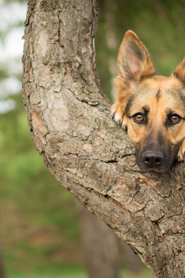 Обои дерево, взгляд, собака, друг, немецкая овчарка, tree, look, dog, each, german shepherd разрешение 4130x2678 Загрузить