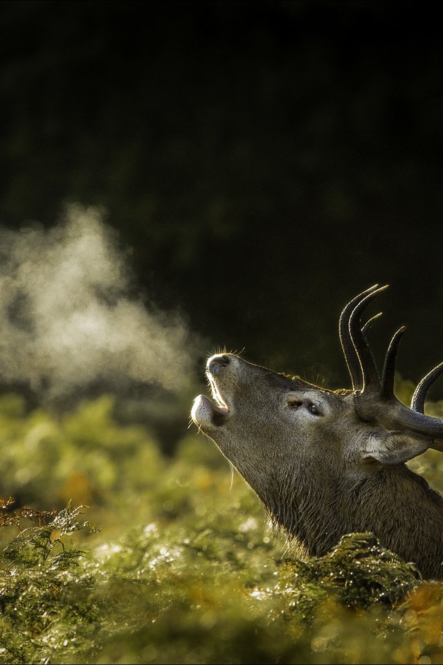 Обои природа, олень, рога, nature, deer, horns разрешение 2002x1335 Загрузить