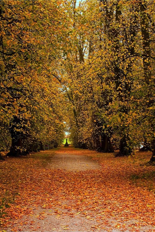 Обои дорога, деревья, пейзаж, парк, осень, road, trees, landscape, park, autumn разрешение 2880x1912 Загрузить