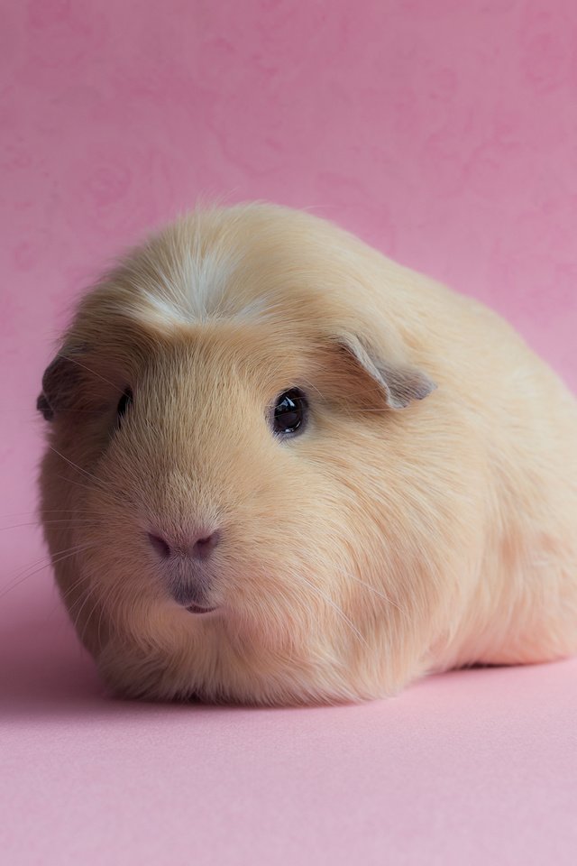 Обои фон, розовый, морская свинка, background, pink, guinea pig разрешение 3000x2000 Загрузить