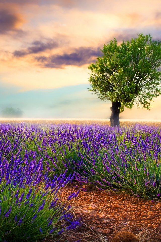 Обои цветы, природа, дерево, поле, лаванда, луг, flowers, nature, tree, field, lavender, meadow разрешение 2047x1293 Загрузить